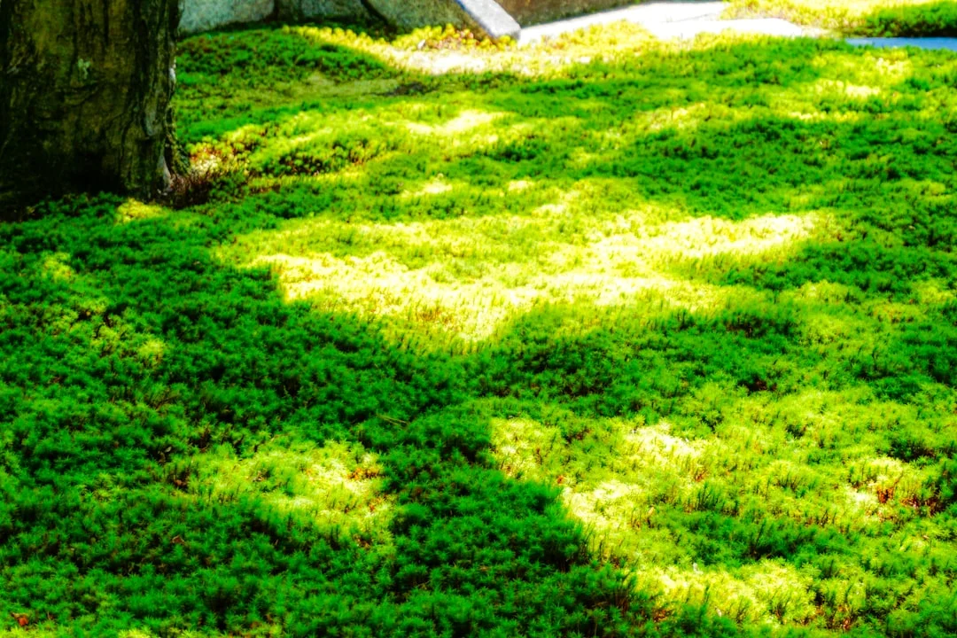 Simplicity Landscape & Design - Landscaping and Lawn Care services in Georgetown