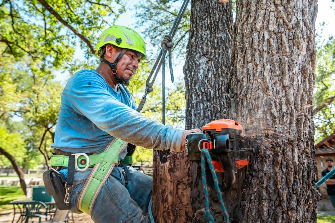 Green View Tree Service - Tree Trimming and Removal services in Cranston