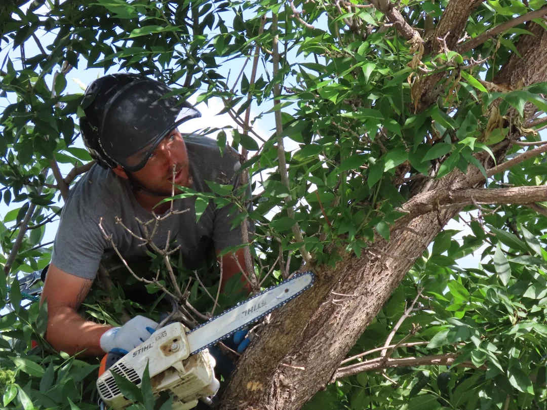 Tree Wise Men LLC - Tree Trimming and Removal services in Janesville